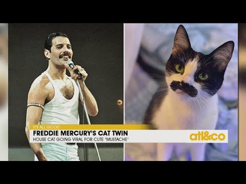 Freddie Mercury's Cat Twin