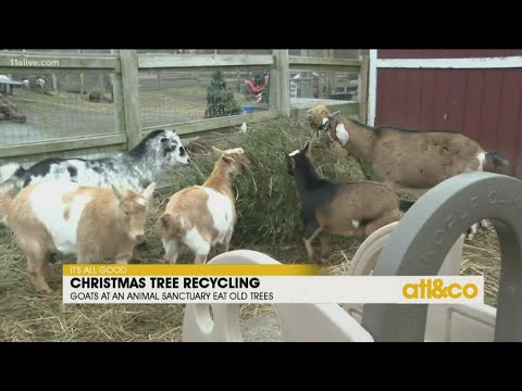 Goats Snack on Old Christmas Trees