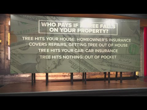 Who pays if a tree falls on your property?
