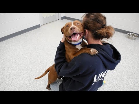 Atlanta animal shelter holding free adoption event