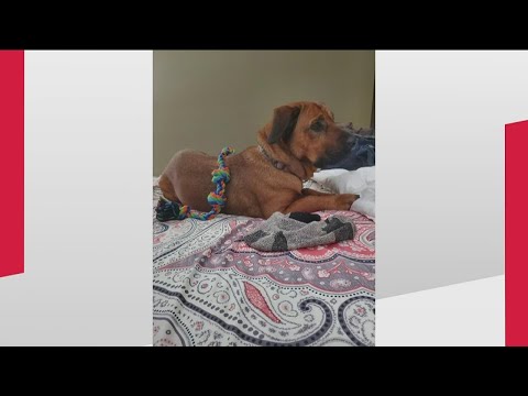 Dog rescued after owner was shot on I-75