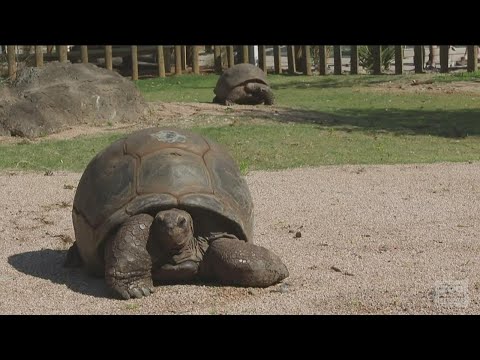 Giant tortoise at Zoo Atlanta passes away