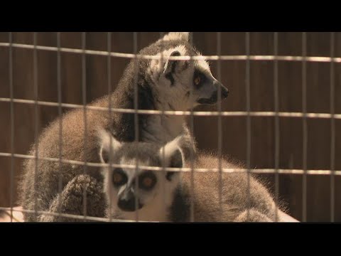 Lemurs accused of scratching child healthy, vets say