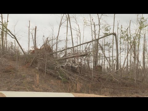 Newnan tornado 1 year later | Trees still scarred from storm