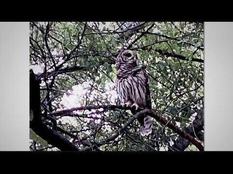 Owl attacking neighbors in Atlanta's Buckhead neighborhood