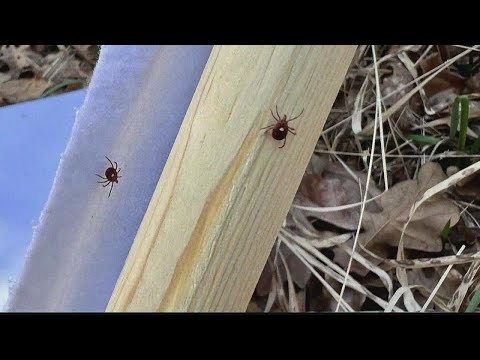 These small ticks can cause big problems