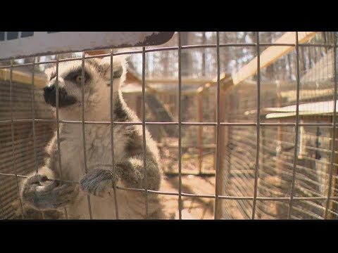 Toddler attacked by lemurs at Georgia petting zoo, parents say