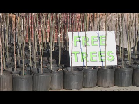 Tree planting project underway in Newnan one year after tornado