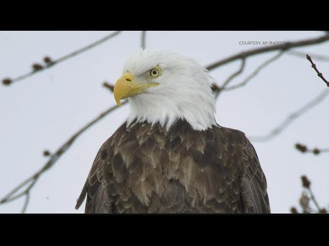 Avian flu found in at least three dead Bald Eagles along the Georgia coast