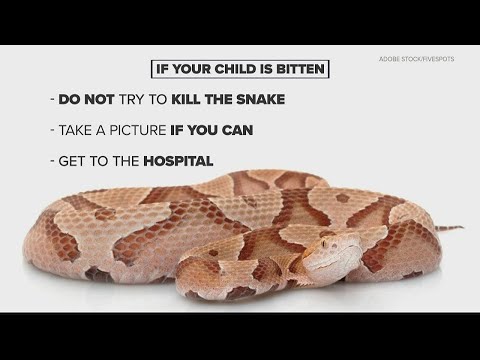 Snake season in Georgia | What you should do if you or your dog gets a snake bite