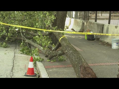 Georgia weather | 1 hurt after strong wind brings down tree branch in Atlanta