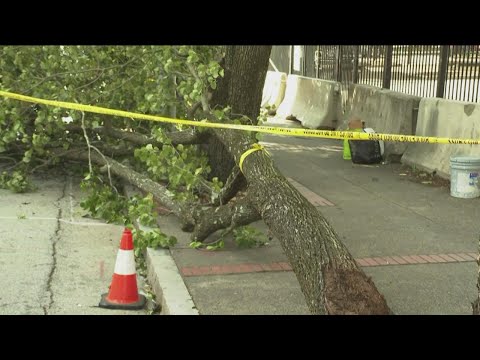 Tree snaps, falls on man in downtown Atlanta: Officials