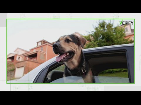 Is it legal to rescue a pet from a hot car?