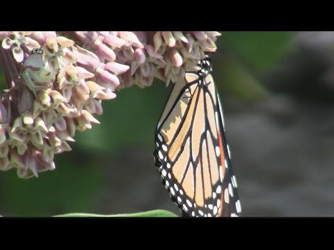 Science Buzz | Butterfly at risk of extinction, NASA astronaut Shane Kimbrough retires