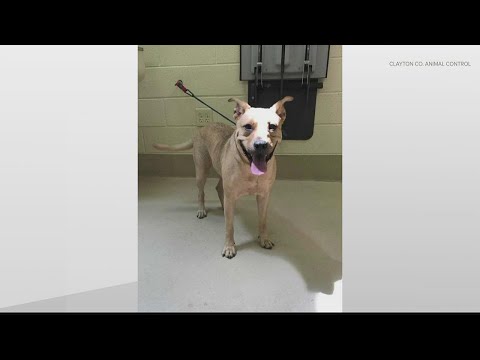 Dogs in need of rescue, adoption in Clayton County