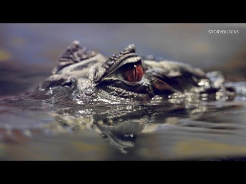 Elderly woman killed by alligator