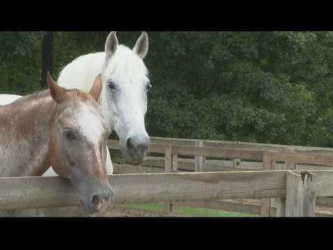 Healing through horses | Chastain Horse Park offers new therapy