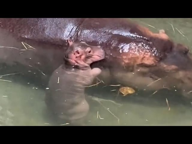Newborn baby hippo bonds with mother