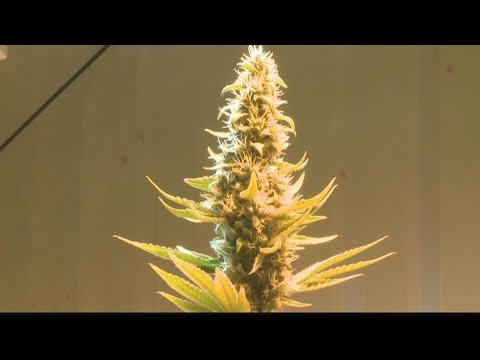 Battle over medical marijuana licenses in Georgia continues