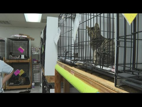 Community heroes rescue animals from flooding in Chattooga County