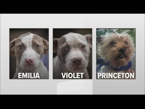 Donor offers $1,000 for information leading to stolen PAWS Atlanta dogs