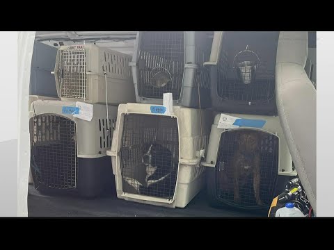 Volunteers help evacuate dogs, cats from Chattooga County animal shelter