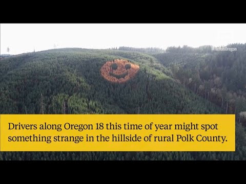 Happy Trees Smiling in Oregon