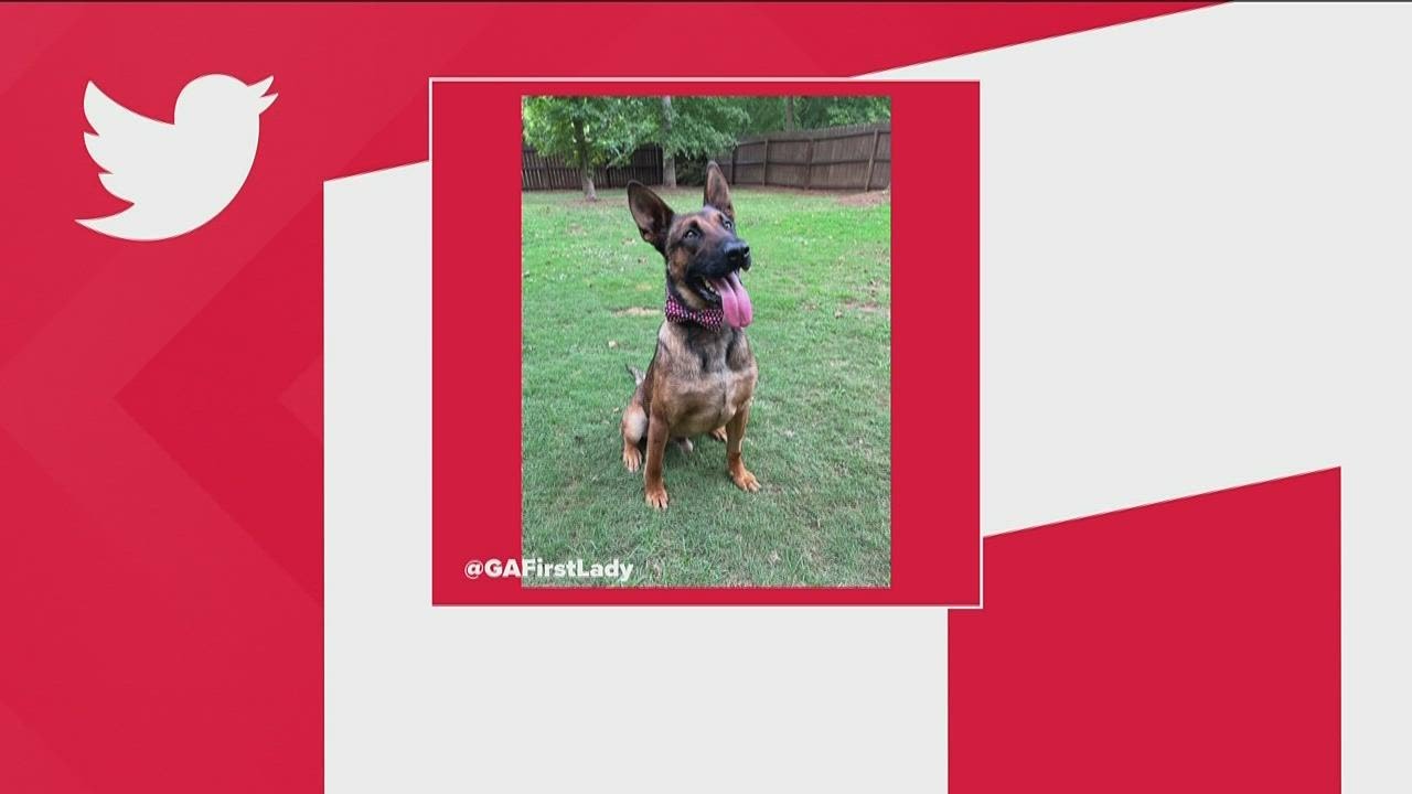 K-9 Figo killed during traffic stop with homicide suspect, GBI says