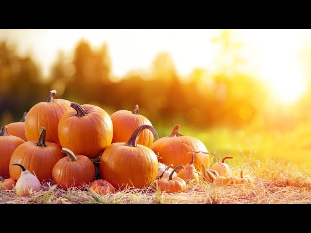Pumpkin prices going up | Inflation stretches into fall