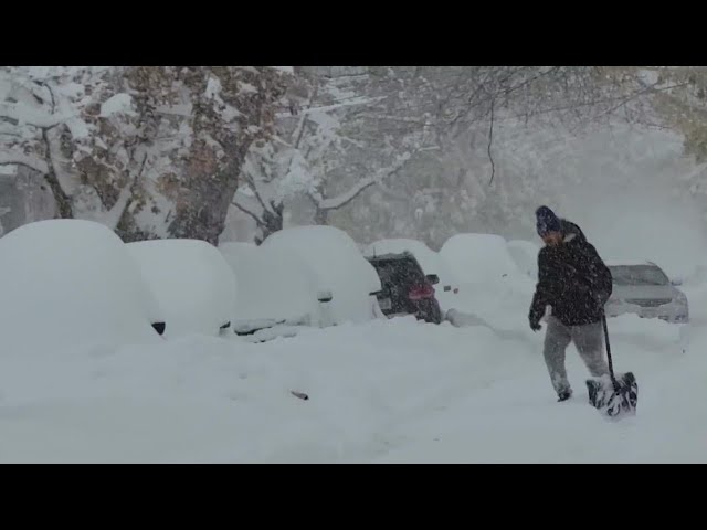 Buffalo buried under snow