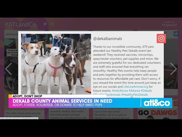 DeKalb County Animal Services in Need