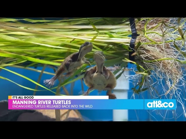 Endangered Turtles Released Back Into the Wild