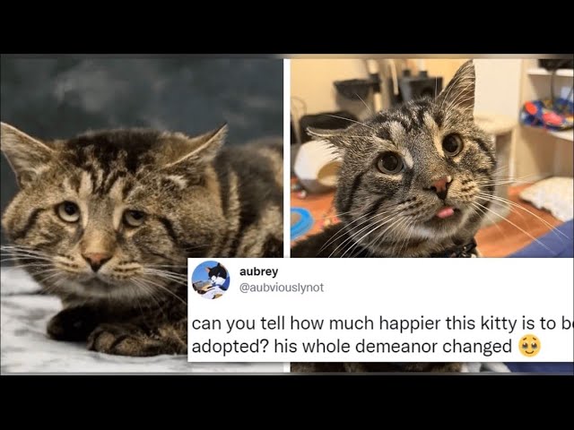 Cat Finds Forever Home After Adoption Listing Went Viral