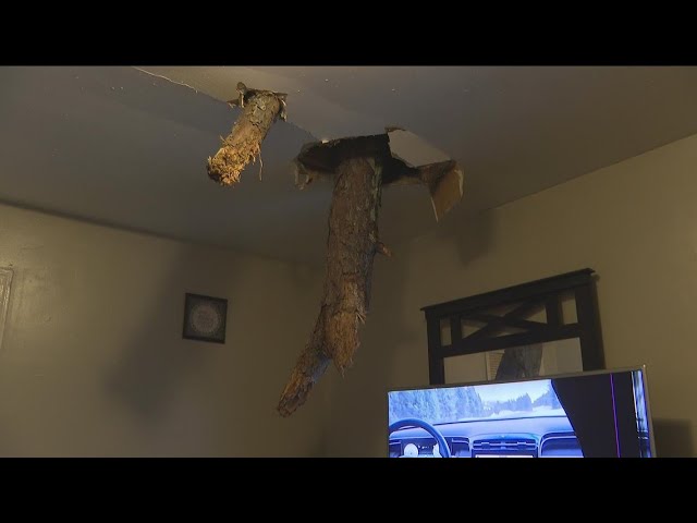 Tree comes through roof into young daughter's bedrooms during cold, bitter artic blast