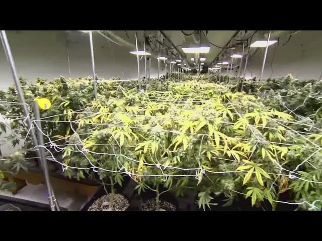 Why medical marijuana has stalled in Georgia?