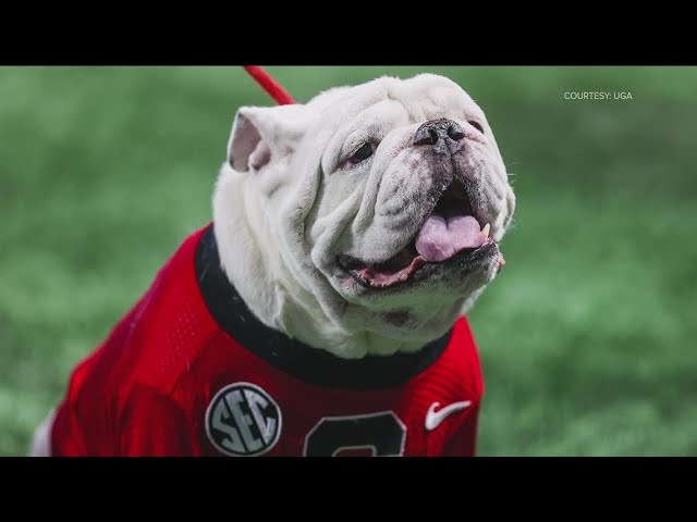 Why Uga won't be traveling to the National Championship game