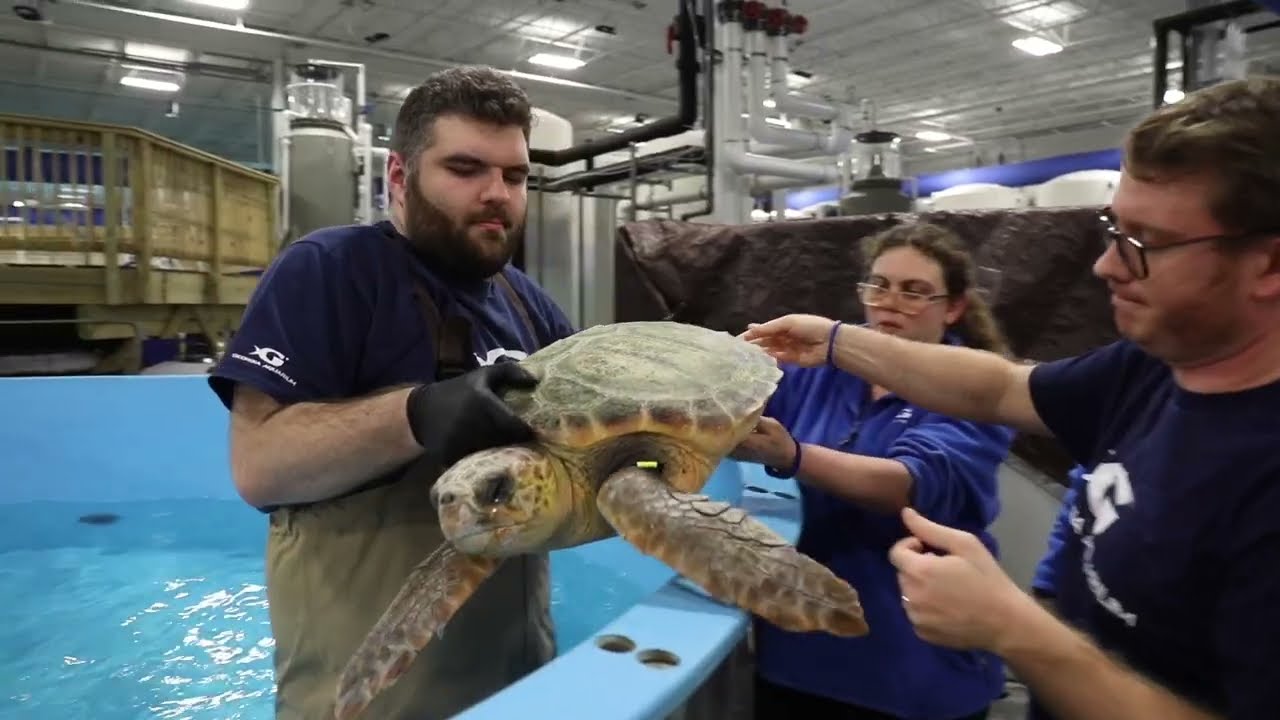 11 endangered sea turtles rescued by Georgia Aquarium from New England