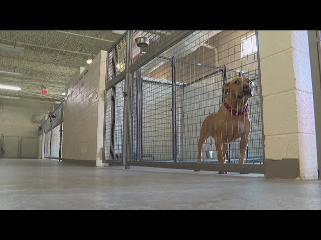 Canines kicked out of jail | Program no longer with Fulton County