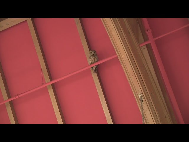 Owl still resting in the rafters, closing most of Agnes Scott library a fourth day