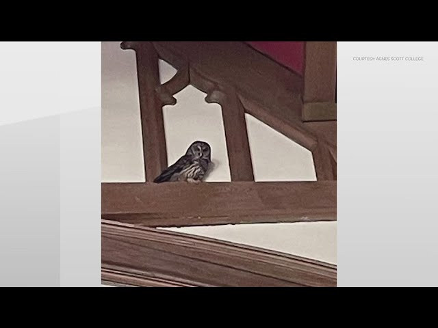 Owl closes down library at Agnes Scott College