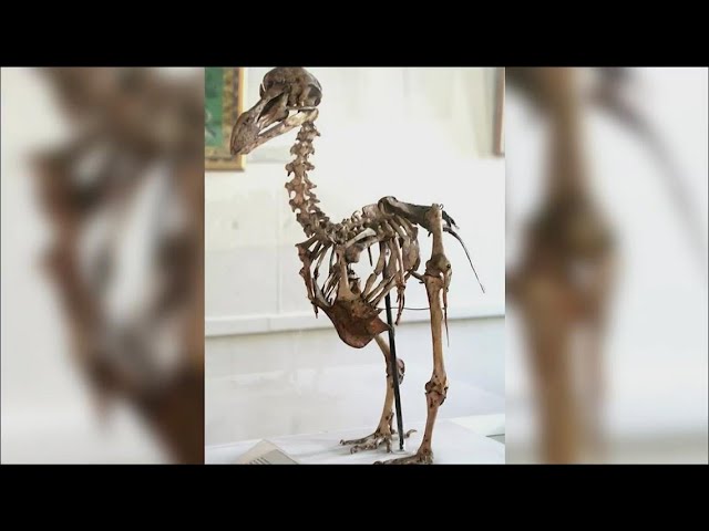 Science Buzz | Scientists work to resurrect dodo bird